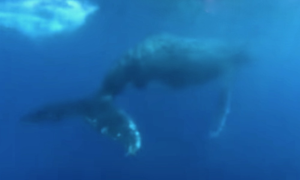 Watch: Whale whips its tail at diver as it protects calf in close call
