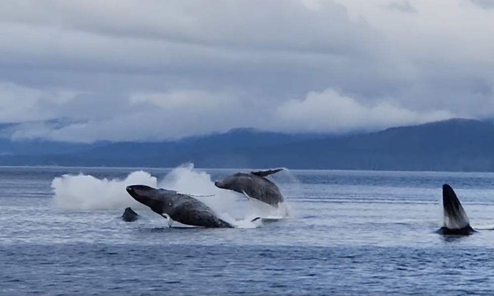 Watch: Humpback whales crash family picnic in ‘unreal’ fashion
