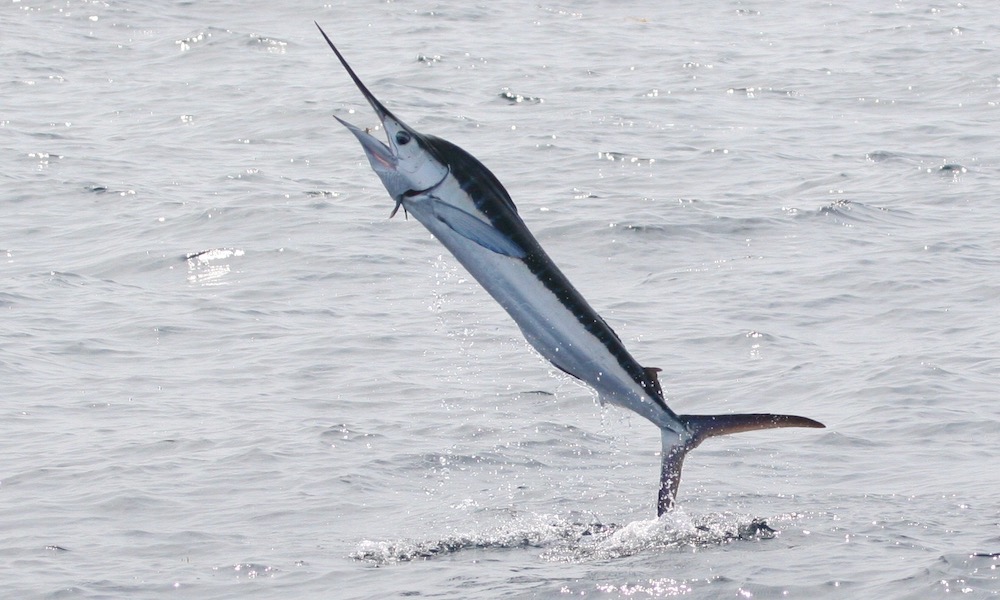 Fisherman catches a white marlin worth a staggering $4.5 million