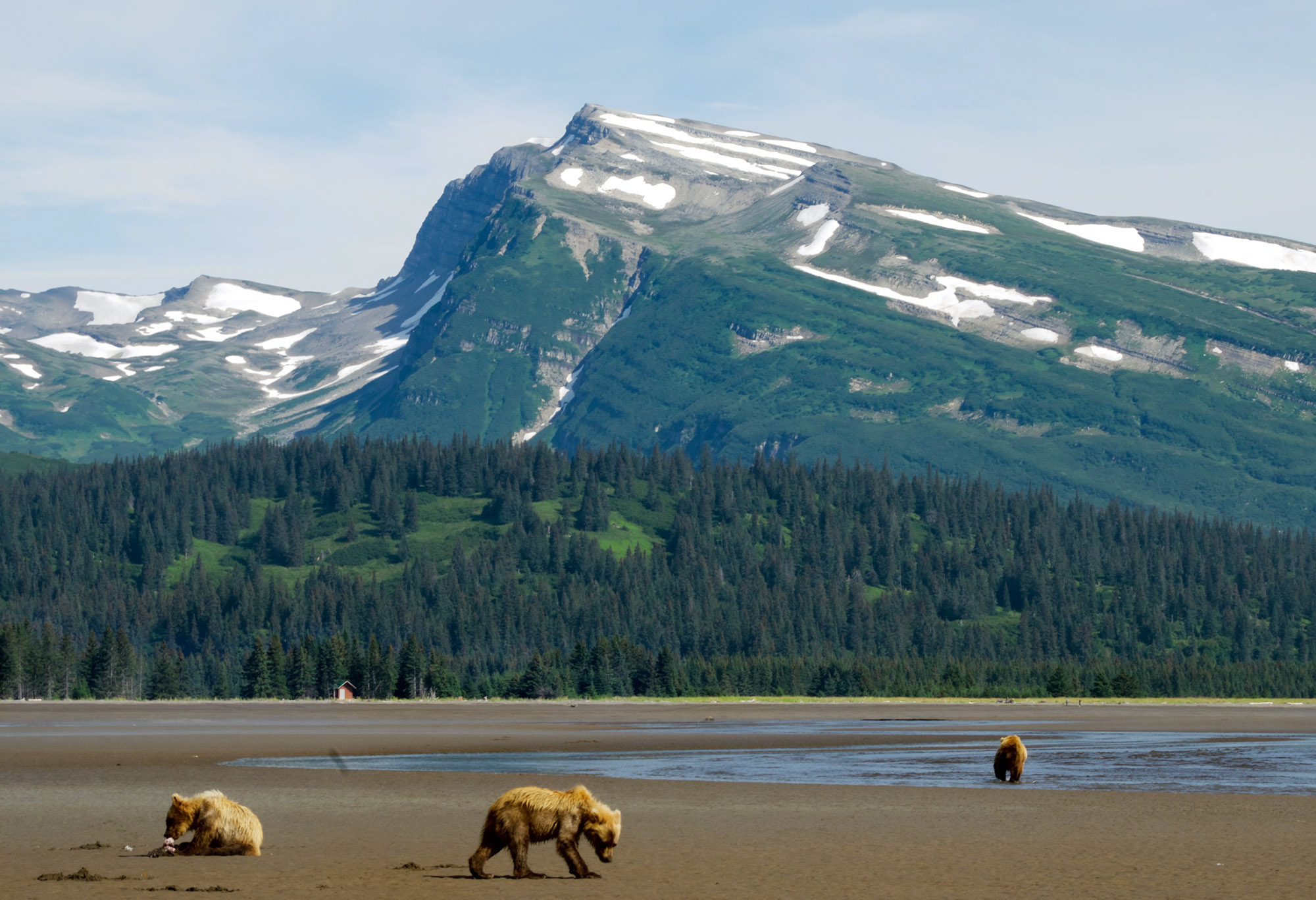 Three brown bears on a sandy bay in front of a forest and mountain range.