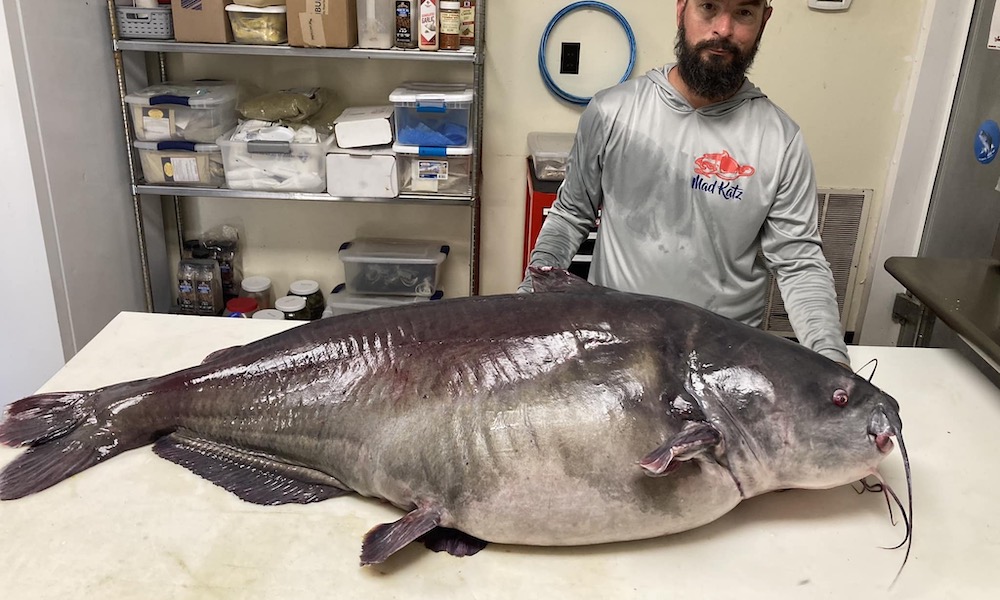 Angler reels pending-record blue catfish from Tennessee river