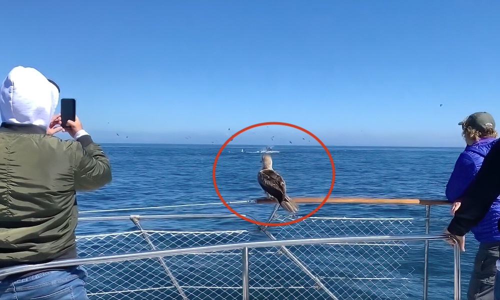 Watch: Red-footed booby grabs spotlight on whale-watching trip