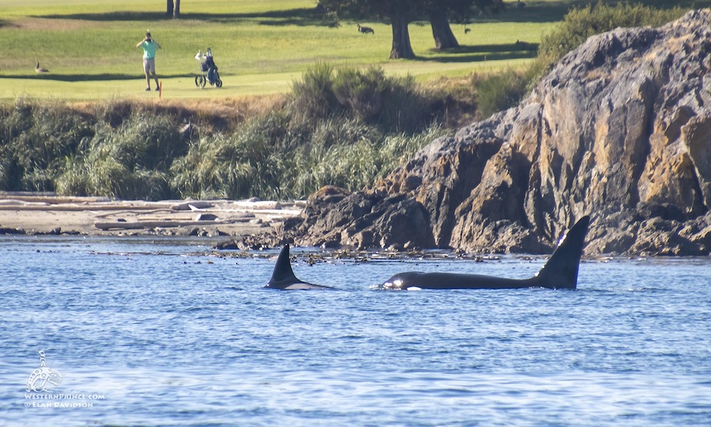 Orcas play through at historic golf course in Canada; photos