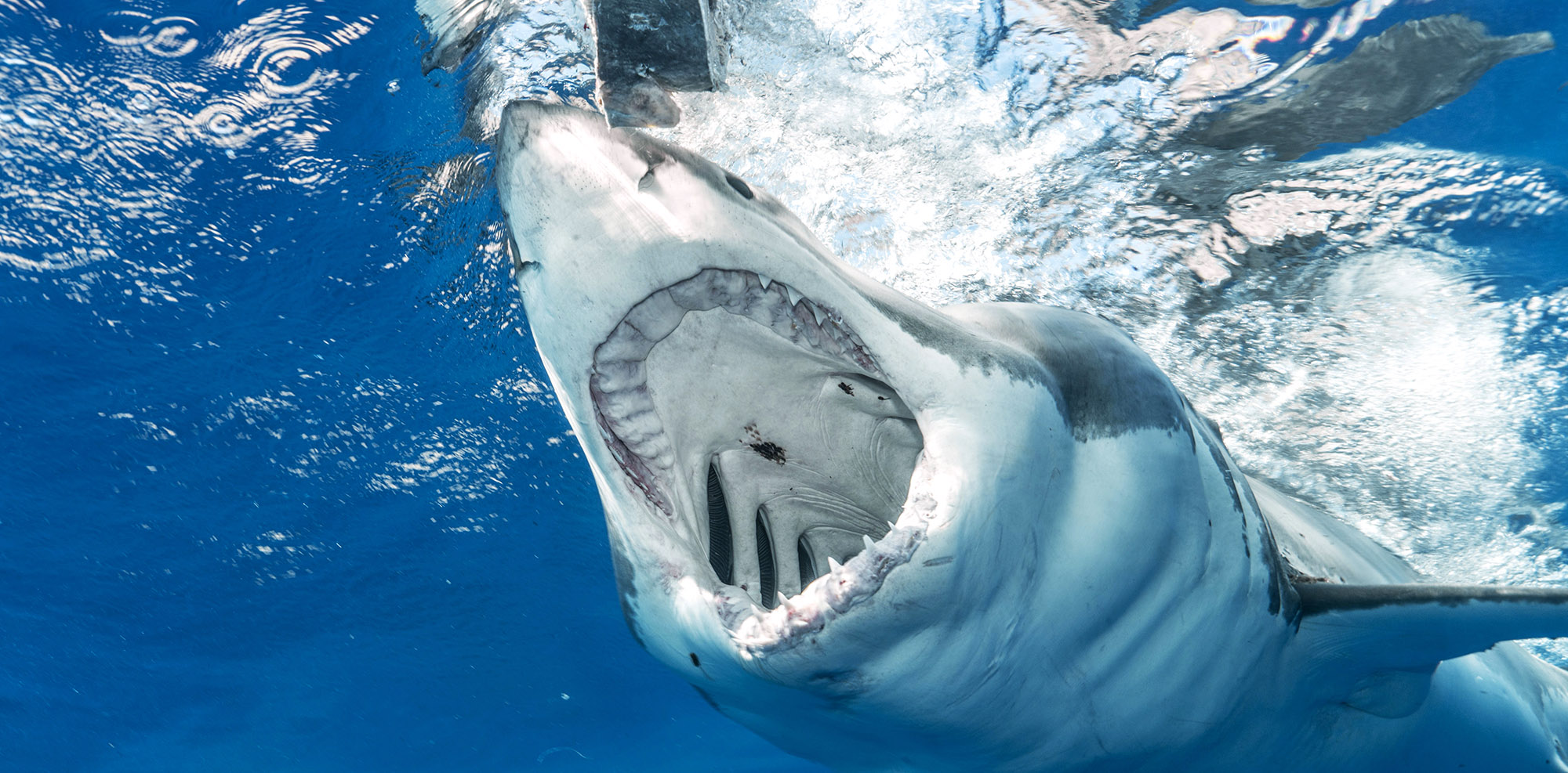 A white and gray shark with its mouth wide open in blue water.