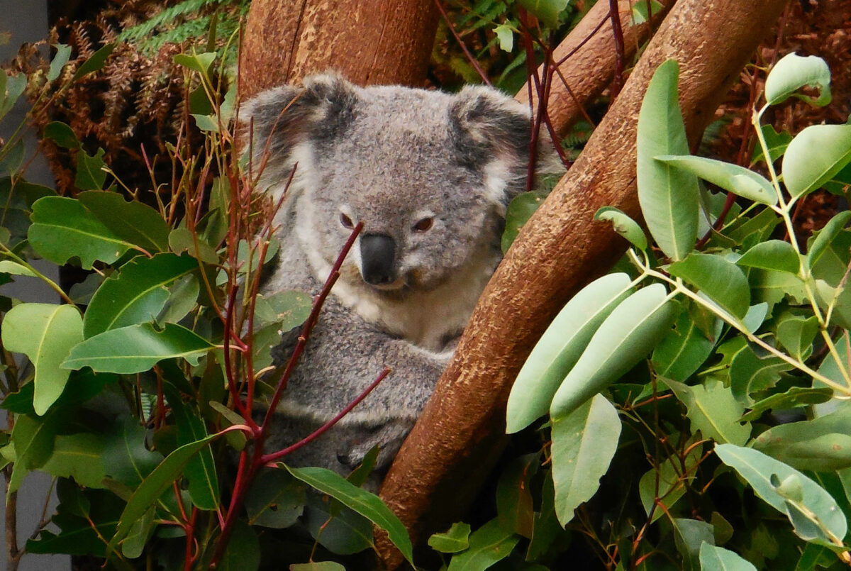 Koala facts that will change how you think of these cute animals