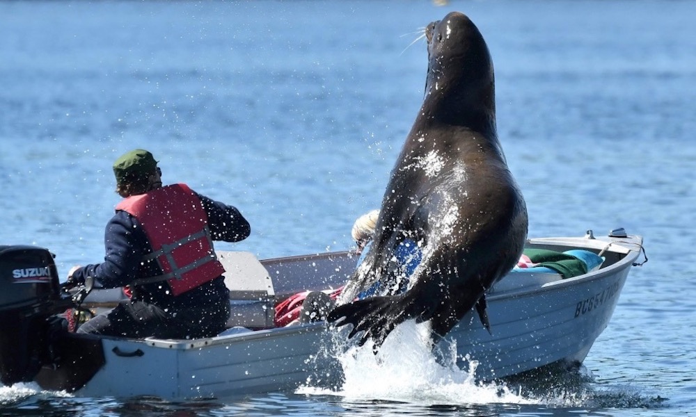 Watch: Panicked sea lion seeking safe haven nearly capsizes boat