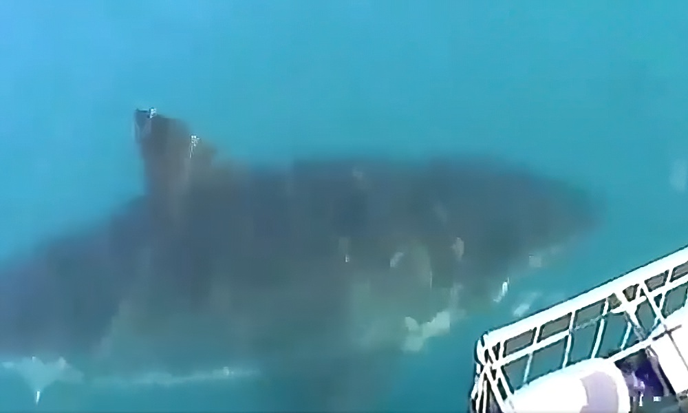 Watch: Great white shark looks huge until second shark appears