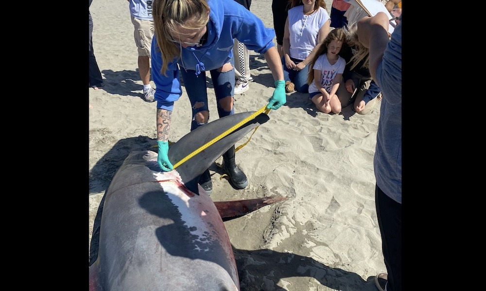 Mysterious shark stranding a ‘learning experience’ for public