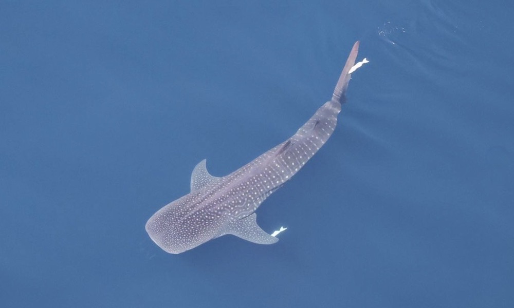 Rare whale shark spotted by pilot off Southern California