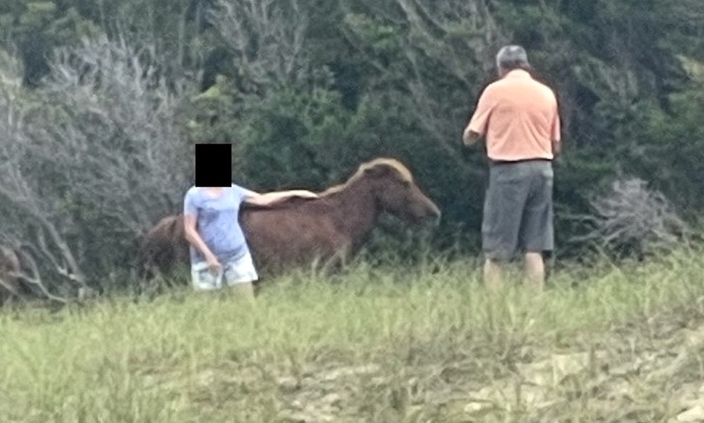 ‘Blockhead’ who posed for photo with wild horse is kicked…and cited