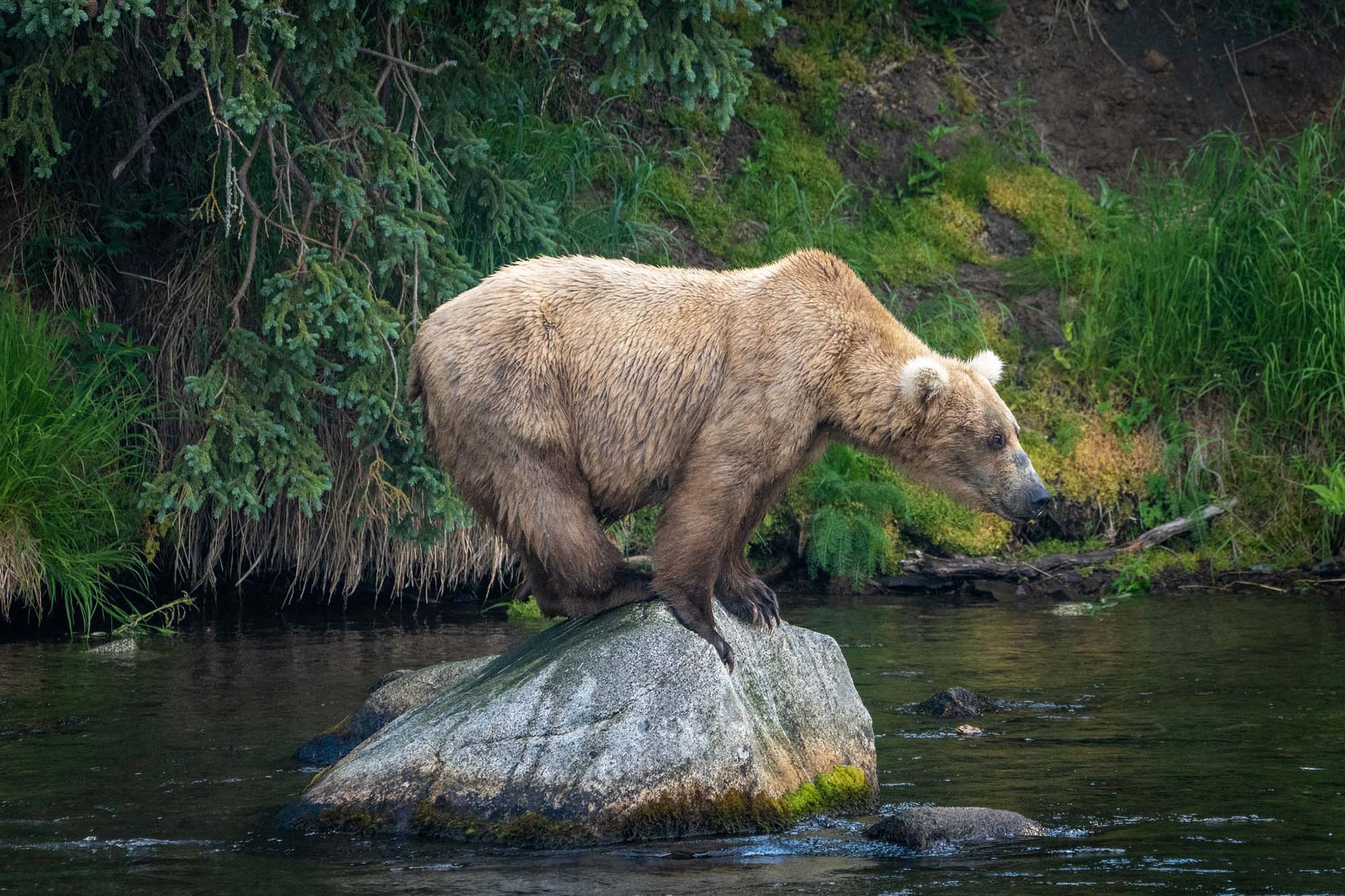A brown bear perched on a rock in a river.