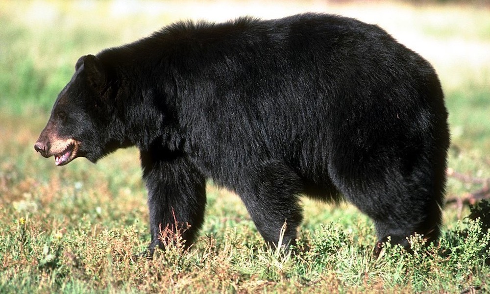 Bear pins man to ground in late-night attack in his backyard