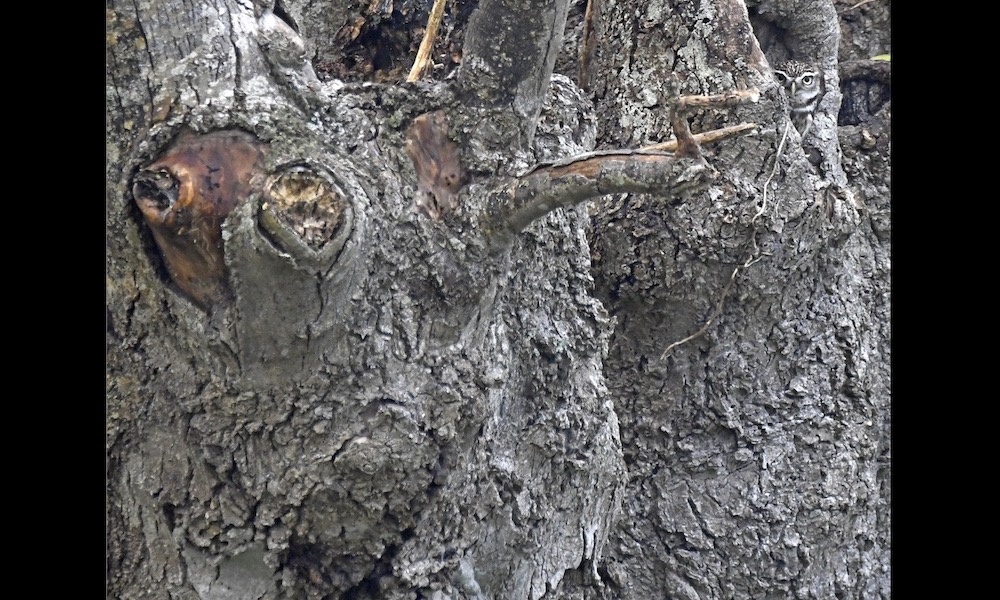 Can you spot the hidden owl? ‘Retweet when you find it’