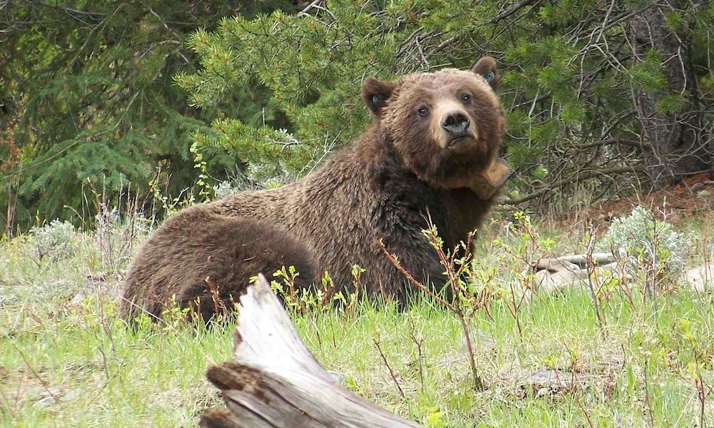 Two college wrestlers seriously injured in grizzly bear attack
