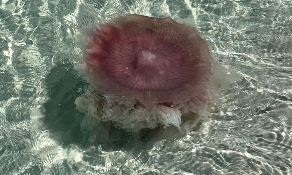 Rare pink meanies, with 70-foot tentacles, invade Emerald Coast