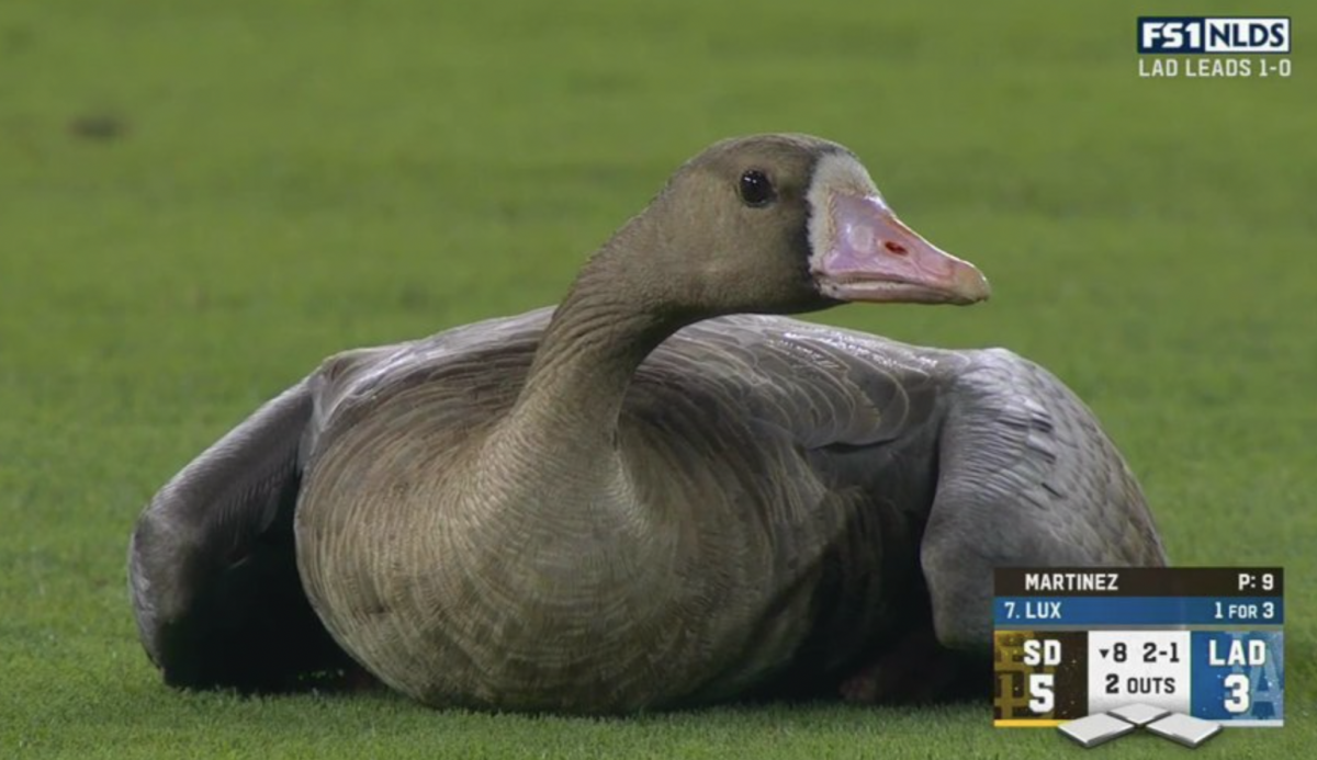 A duck (or goose?) appeared during Dodgers-Padres, delighting and confusing MLB fans at the same time