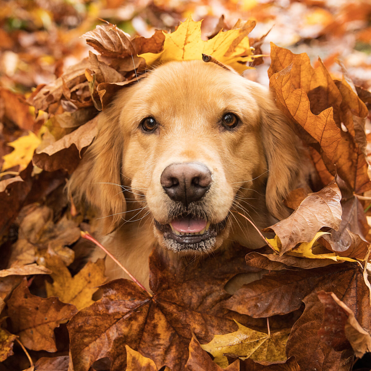 The dogs of October in images