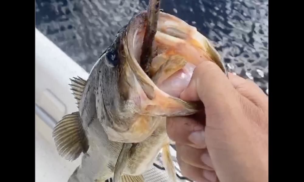 Watch: Astonished angler finds 22-inch snake in mouth of bass