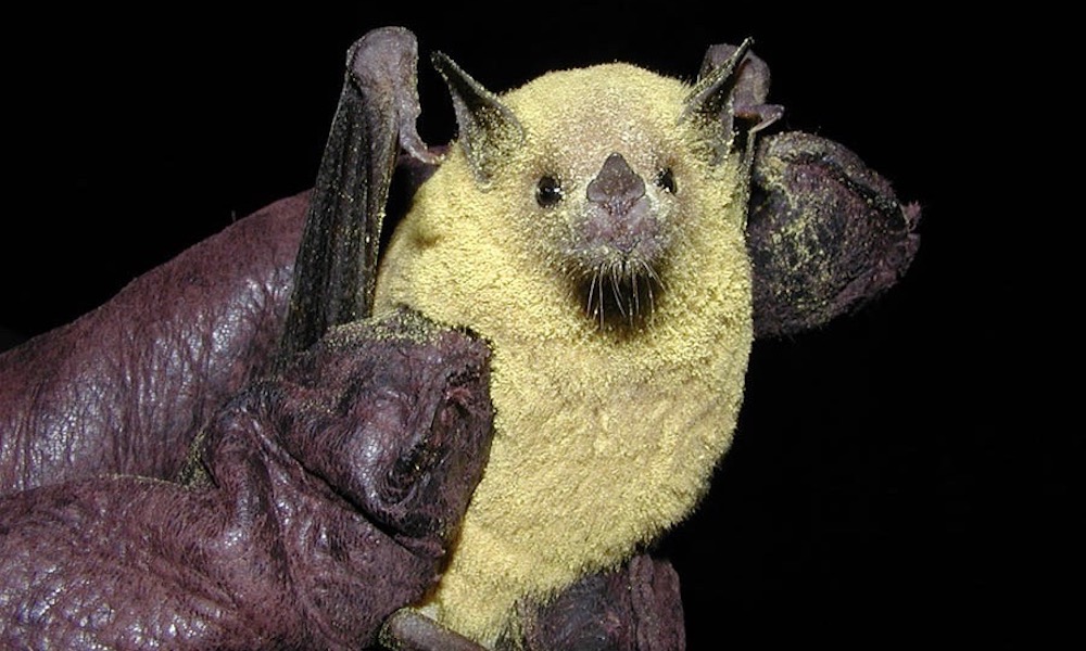 Striking image shows why this bat is ‘the perfect pollinator’