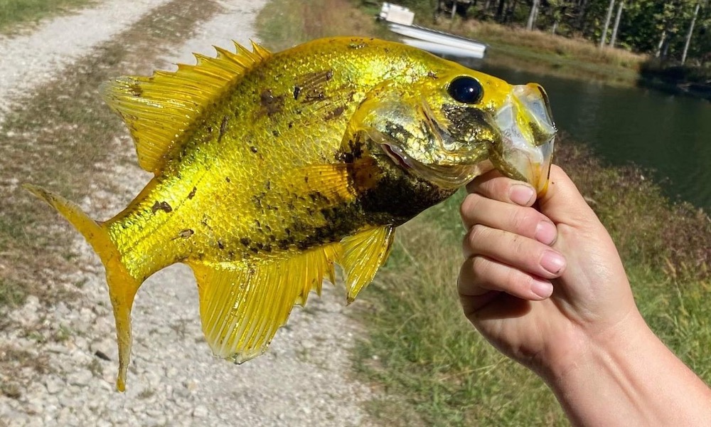 Angler catches a rare ‘24-carat’ golden crappie; ‘definitely a shock’
