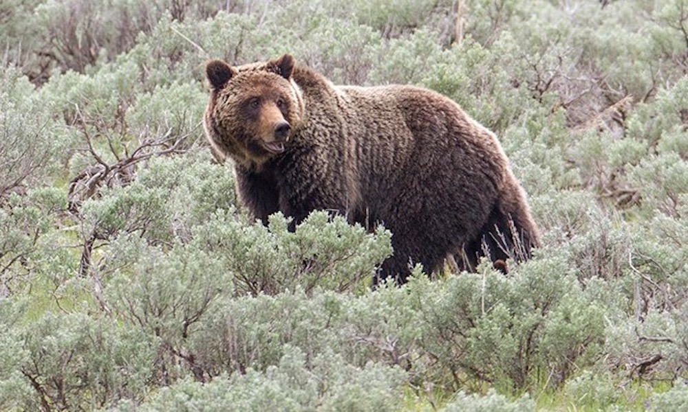 Hunter uses two guns to stop attacking grizzly bear