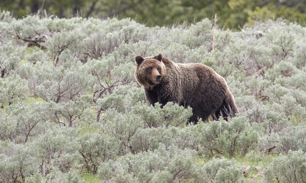Montana hunters fire at charging grizzly bear, but apparently miss