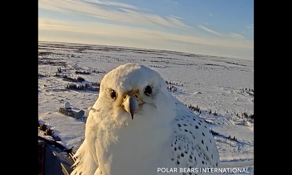 World’s largest falcon photobombs Arctic live-cam feed