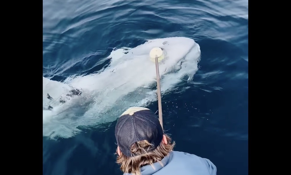 Watch: Massive ‘alien’ fish gets helping hand from boat crew