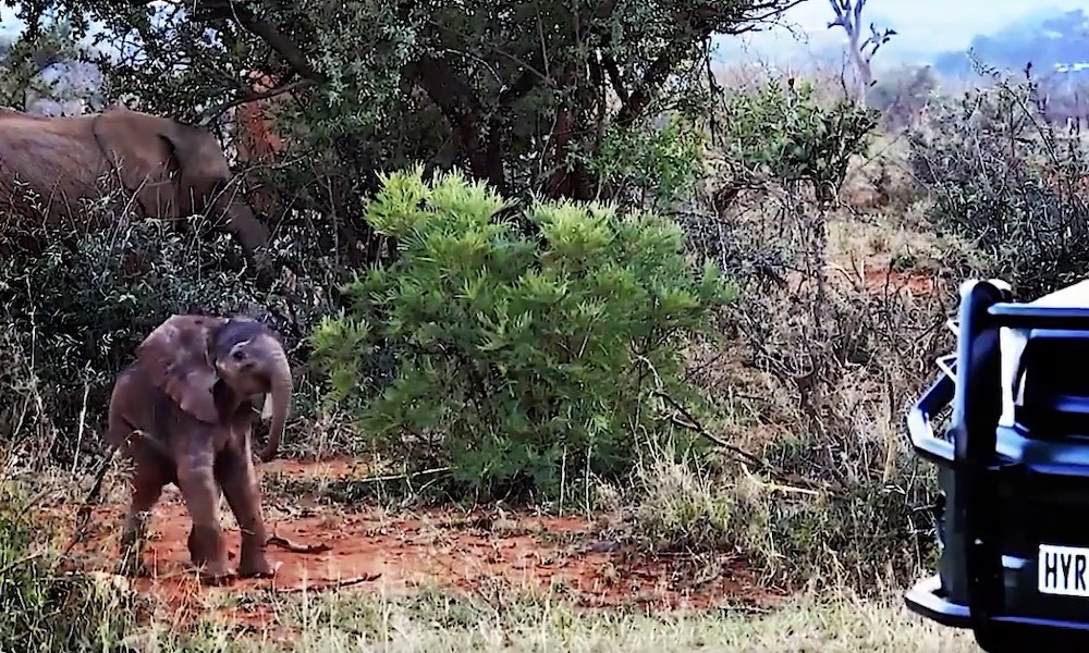 Watch: Courageous baby elephant charges safari vehicle