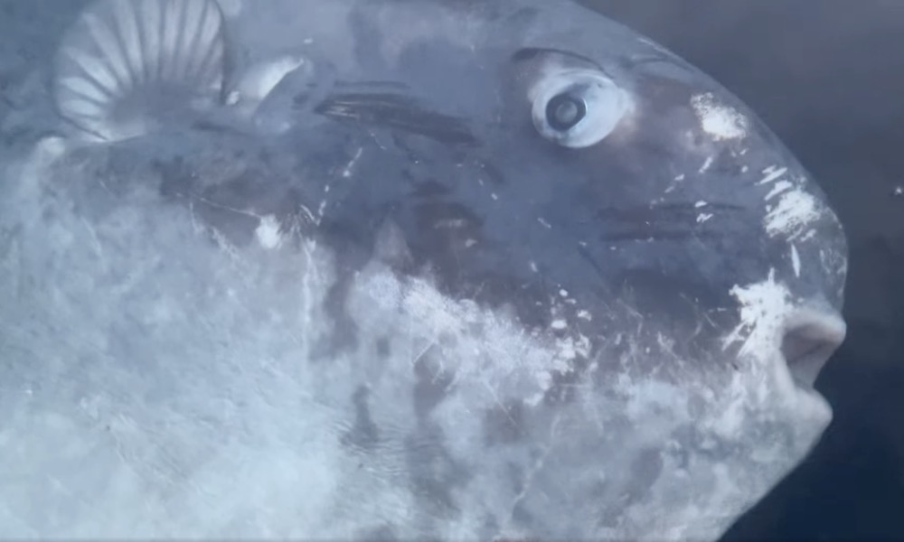 Watch: Researcher wades out to greet rare, alien-like sunfish