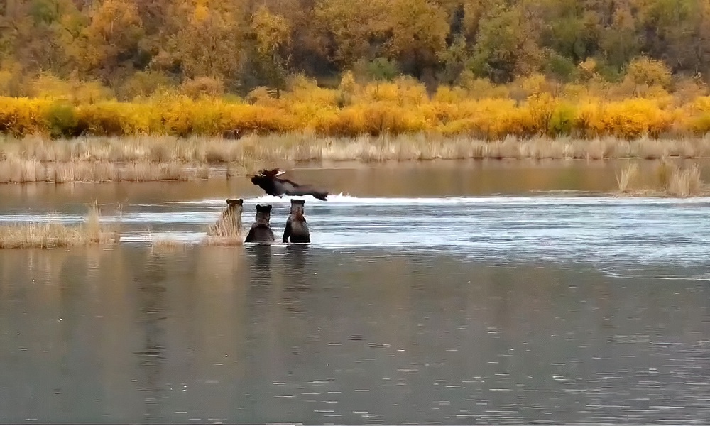 Watch: Bear cubs mesmerized as giant moose charges through river