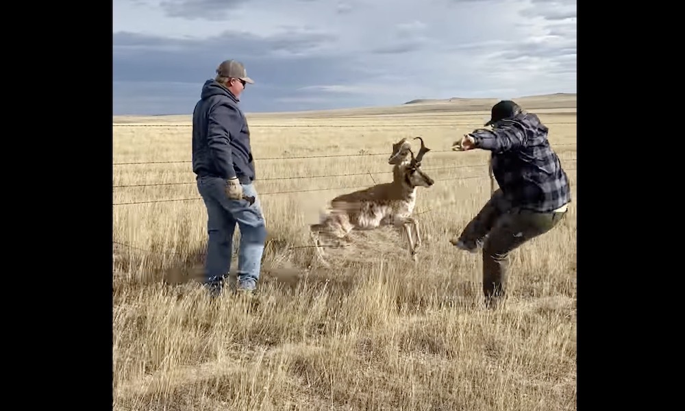 Watch: Entangled pronghorn makes off with rescuer’s shoe