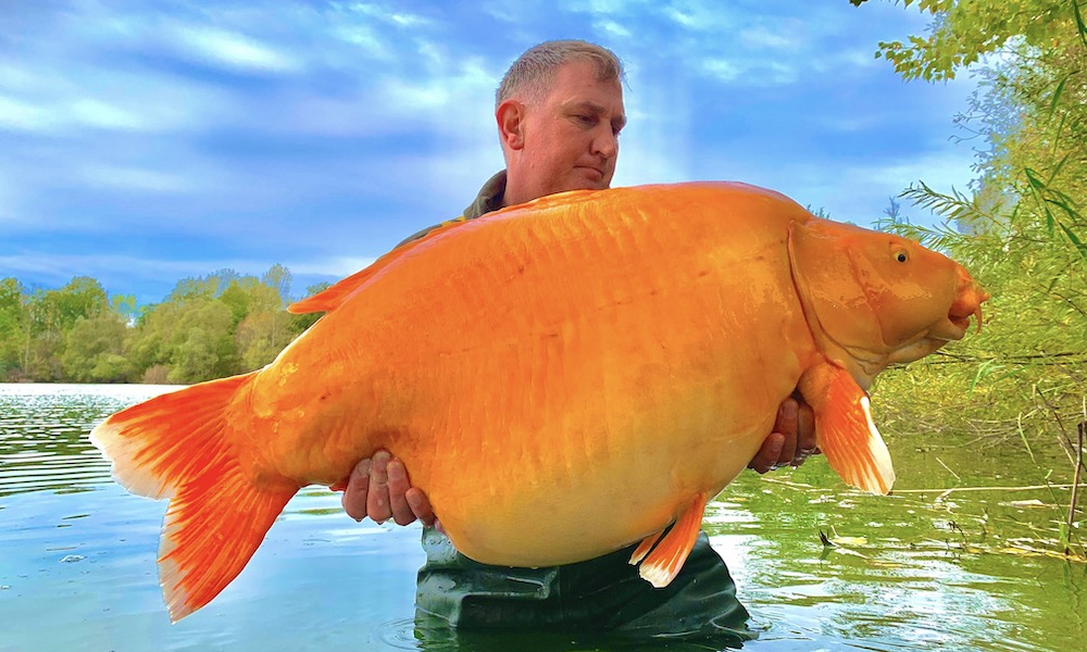 Massive carp named Carrot strikes again at French lake