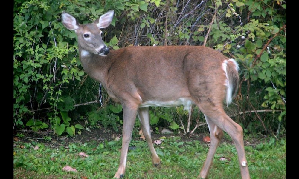 One of Ohio’s largest criminal schemes involving deer closes