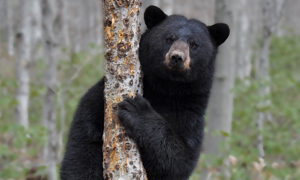 Rare bear attack in Vermont foiled with a flashlight; ‘it was terrifying’