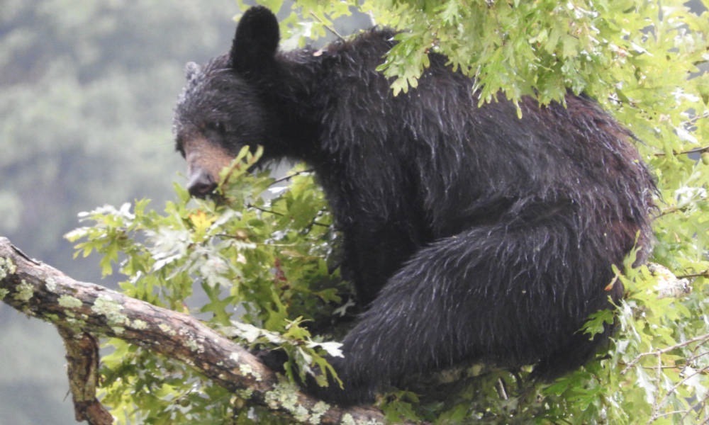Oregon launches probe after two bears are found dead in trees