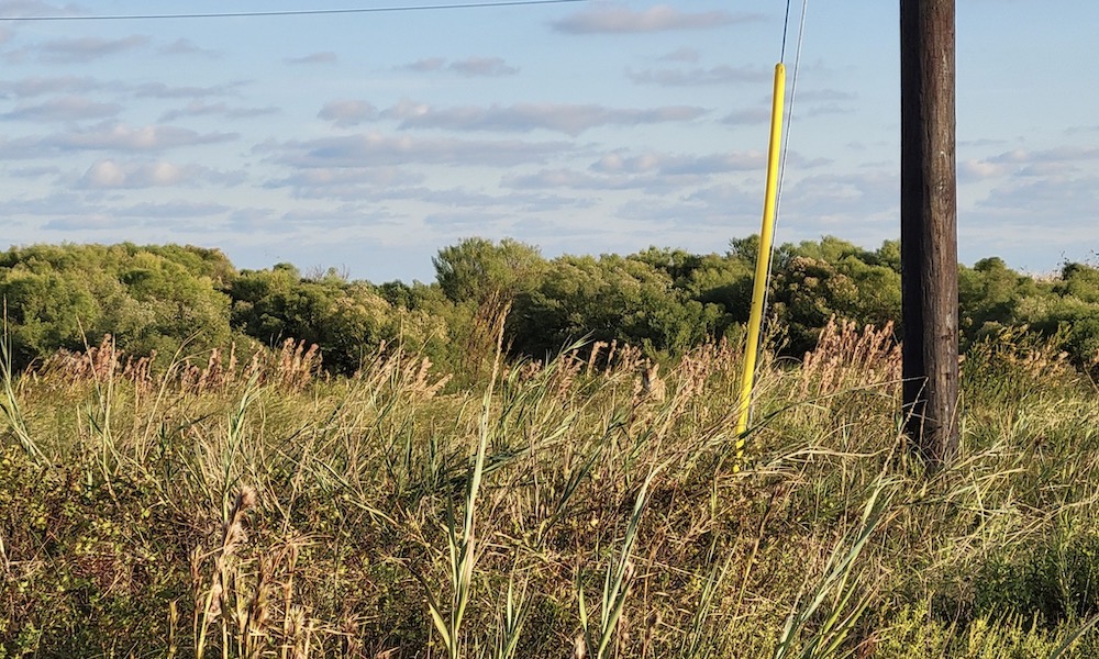 Can you spot the coyote blending into the Texas grassland?