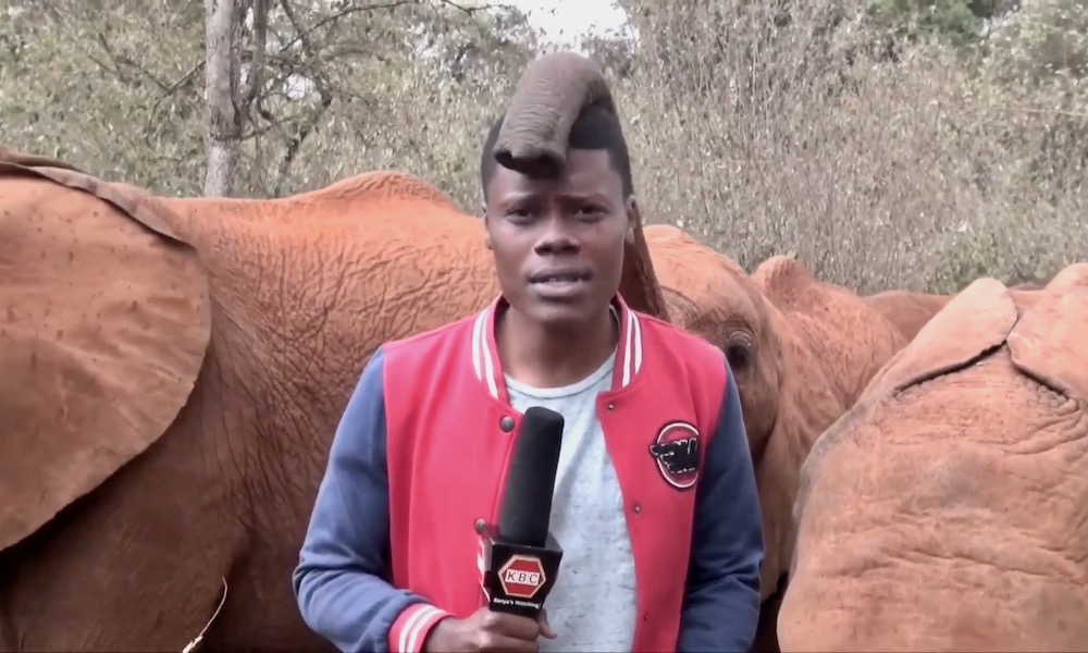 Watch: Stoic TV reporter reaches breaking point with nosy elephant