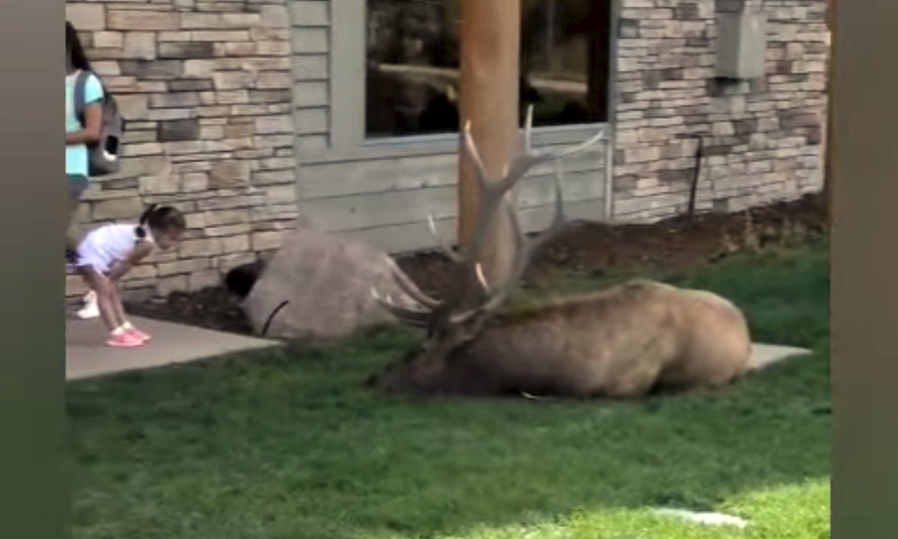 Watch: No shortage of stupidity when humans meet elk