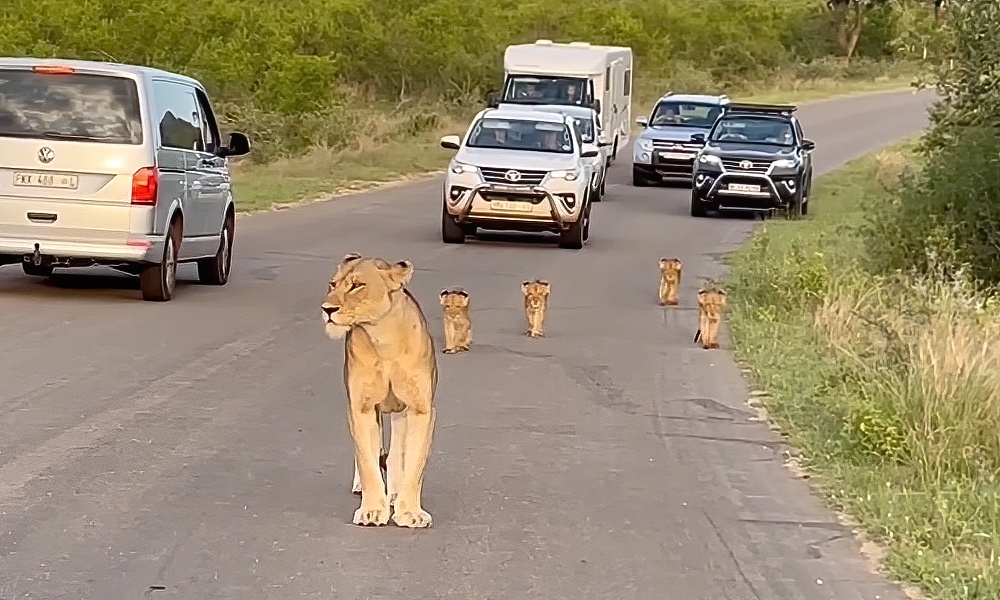 Watch: Lioness, four cubs create ‘cutest traffic jam ever’