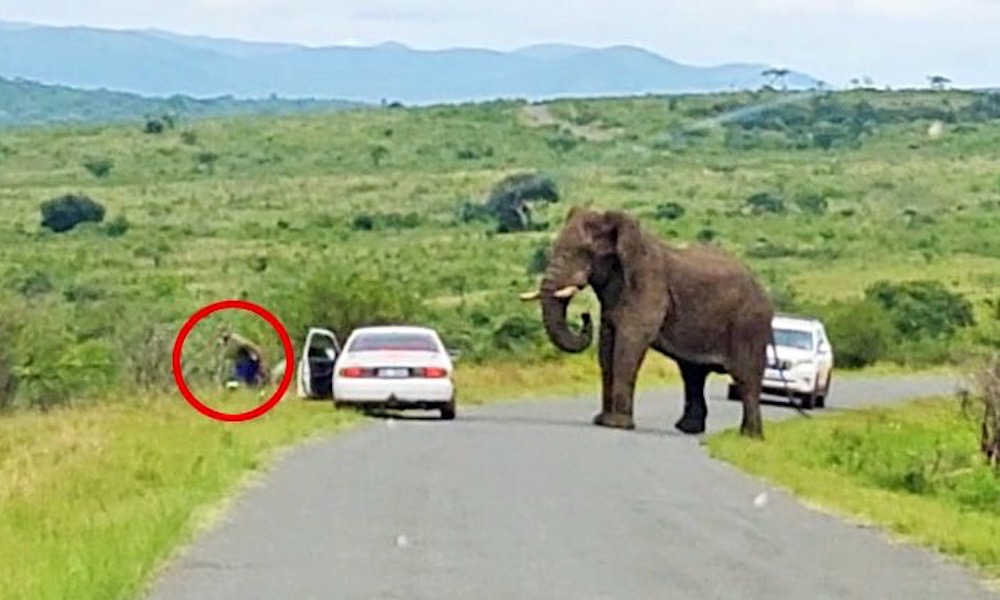 Watch: Man threatened by elephant flees car in ‘hilarious sighting’