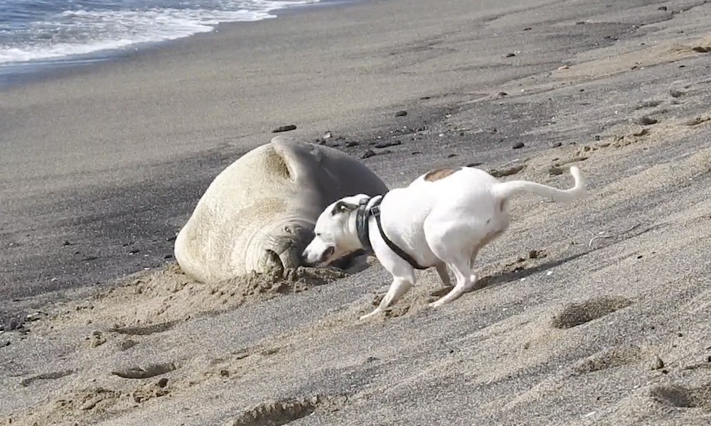 Watch: Unleashed dog harasses endangered Hawaiian monk seal
