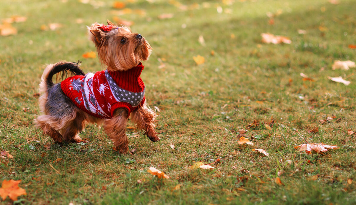 Outfit your pet for the outdoors with these dog coats, cat clothes, and more