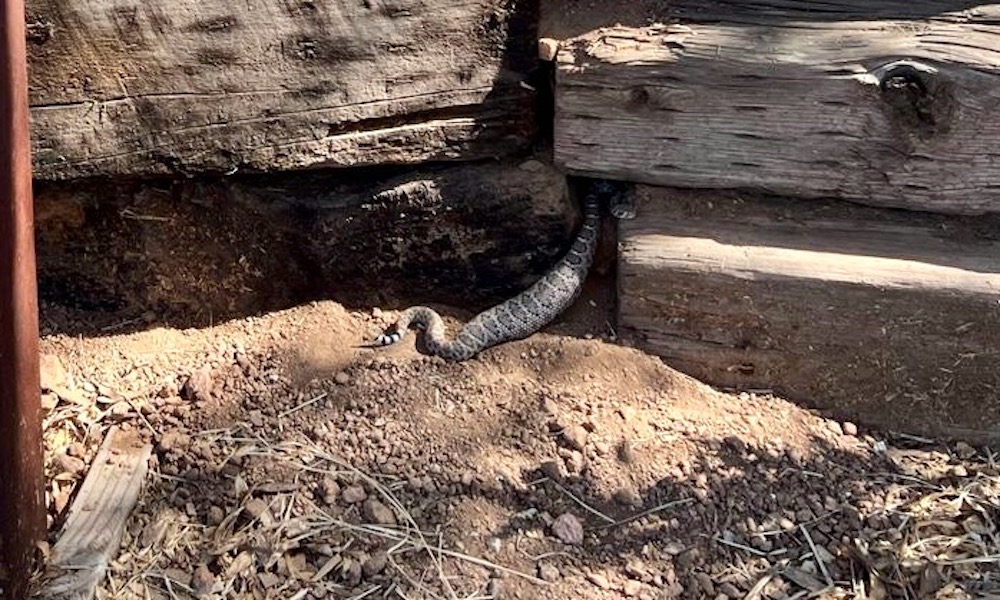Rattlesnake eats too much, can’t squeeze back into its den