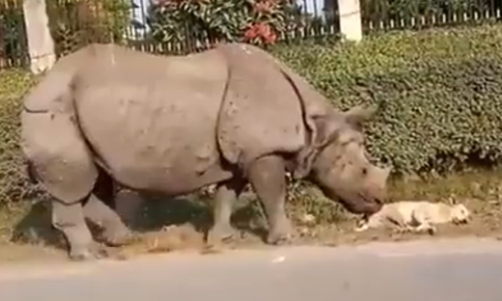 Rhino sneaks up on sleeping dog, gives it a scare in hilarious video