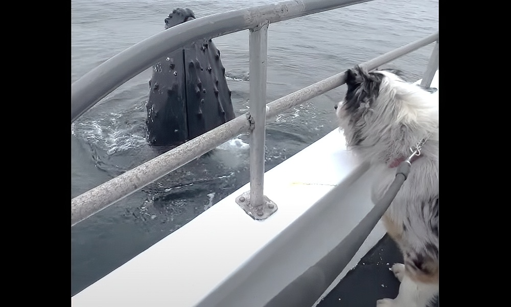 Watch: Curious dog enjoys close encounter with ‘friendly’ whale