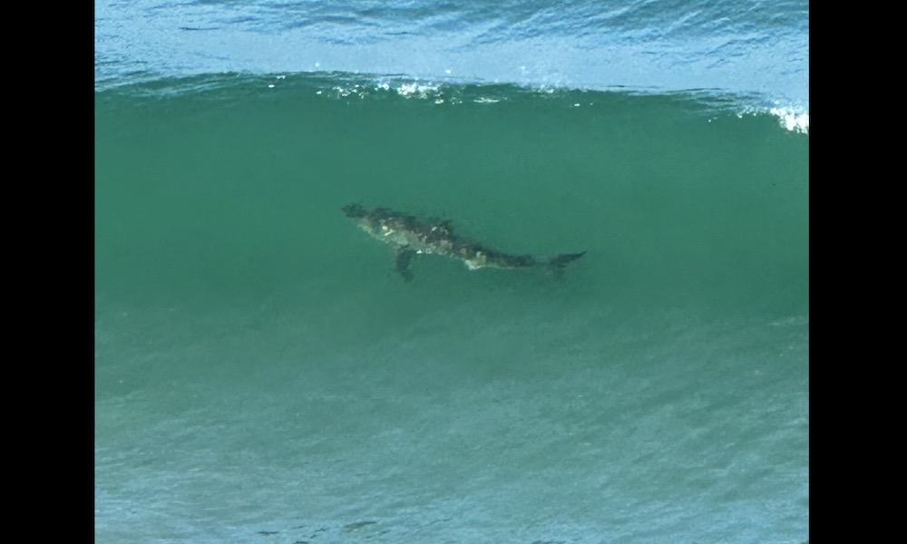 Great white sharks now a tourist attraction at San Diego beach