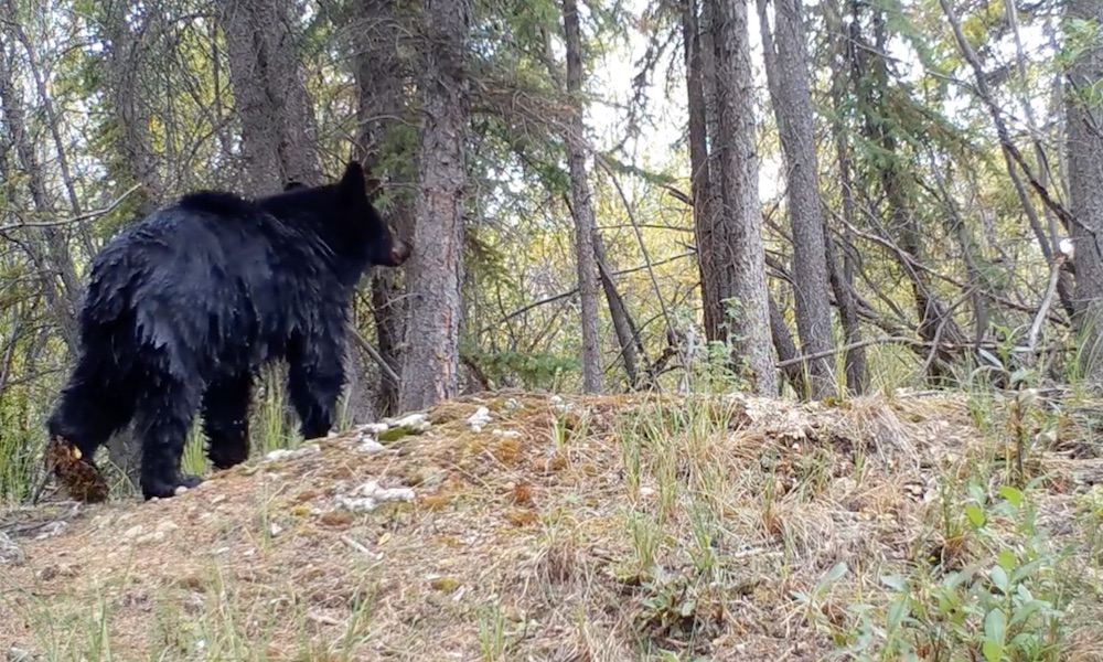 Watch: Bear smells worst kind of trouble on tree, reacts accordingly