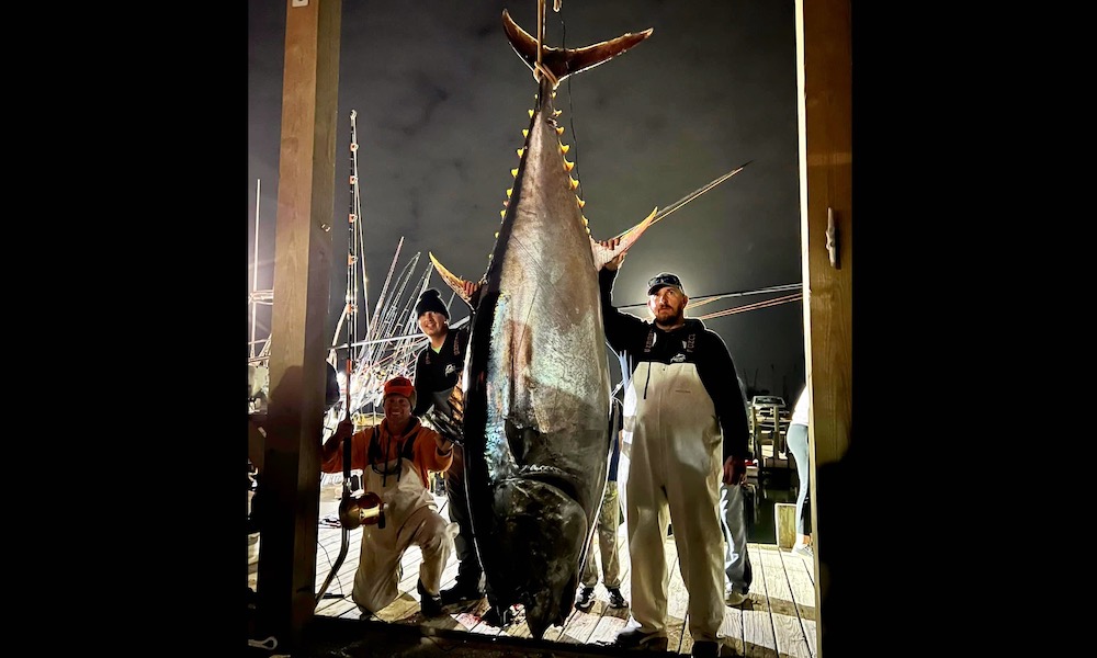 Anglers land record-size, 900-pound tuna despite adversities