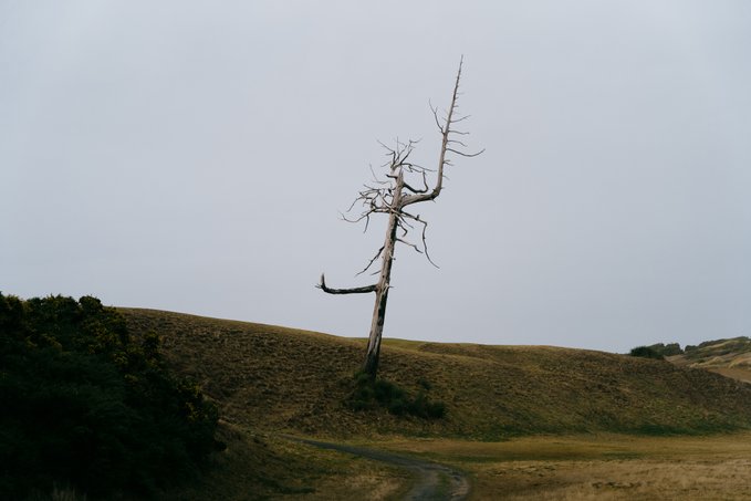Ghost tree at Bandon Dunes’ Old Macdonald course stabilized with cables after recent storm